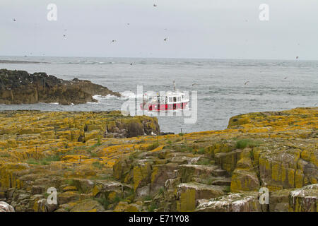 Red and white tour boat with passengers off  rocky coast of Farne Islands near English coastal village of Seahouses Stock Photo
