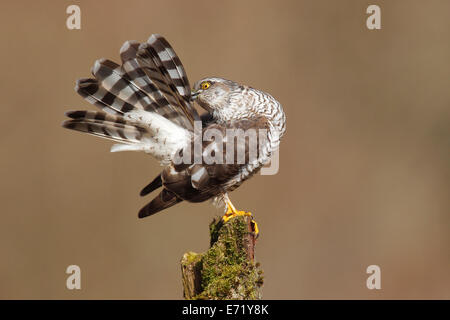 Eurasian Sparrow Hawk or Sparrowhawk (Accipiter nisus), female perched on a tree trunk arranging its feathers Stock Photo
