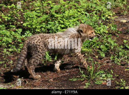 Baby Cheetah (Acinonyx jubatus) , just two months old exploring