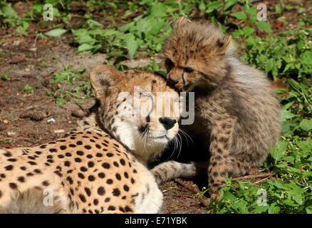 Mature female Cheetah (Acinonyx jubatus) with one of her babies Stock Photo