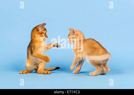 Two Abyssinian kittens, 9 weeks, playing with each other Stock Photo