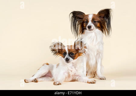 Two Papillons, puppy in front, 5 months Stock Photo