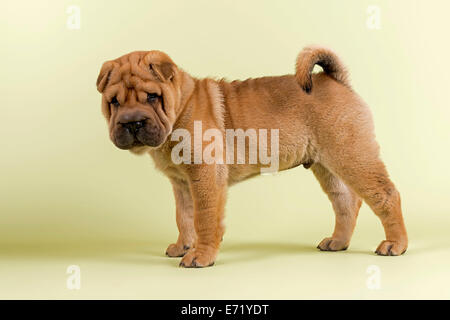 Shar-Pei, male, puppy, 8 weeks, red Stock Photo