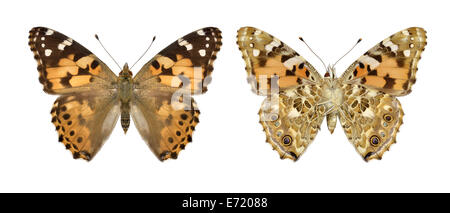 Painted Lady Vanessa cardui Stock Photo