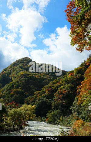 Beech tree wood in fall at Shirakami Sanchi region of Akita Prefecture, Japan Stock Photo