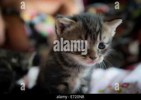 3 week old kittens Stock Photo