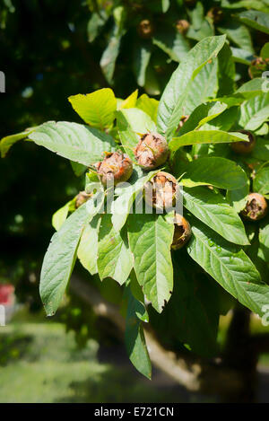 Medlar fruit growing on a tree in UK Stock Photo