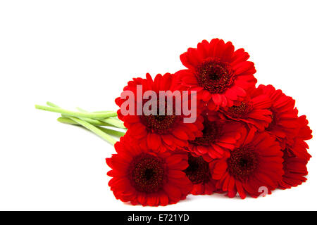 Red gerbera's isolated on a white background Stock Photo