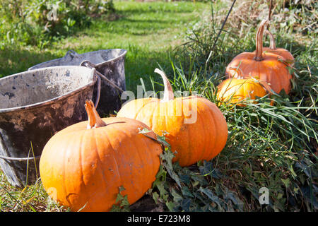 Five  pumpkins in a row with two buckets for background use Stock Photo