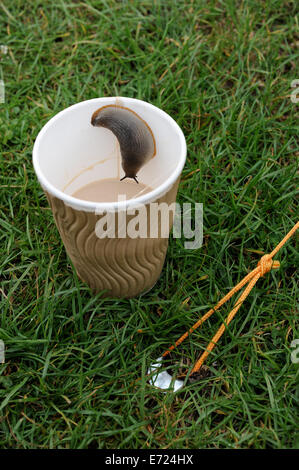 Slug crawling into a take away coffee cup on a campsite in Cornwall, England uk Stock Photo