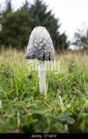 Shaggy Ink Cap Coprinus comatus Mushroom in a Woodland Clearing UK Stock Photo