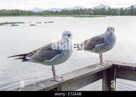young Common Gulls, Larus canus Stock Photo