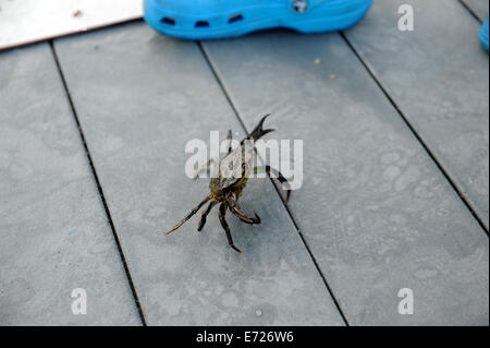 Crabs caught with a crabbing line on a pontoon in Fowey, Cornwall. Stock Photo