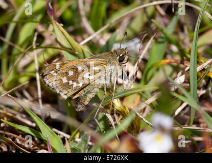 Silver-spotted Skipper on Sheep's Fescue grass. Denbies Hillside, Ranmore Common, Surrey, England. Stock Photo