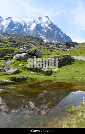 Wild Flowers high on the mountains above Chamonix, France. Stock Photo