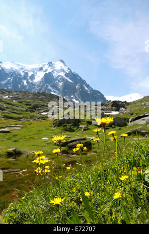 Wild Flowers high on the mountains above Chamonix, France. Stock Photo