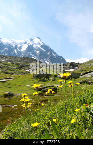 Wild Flowers high on the mountains above Chamonix, France. Stock Photo