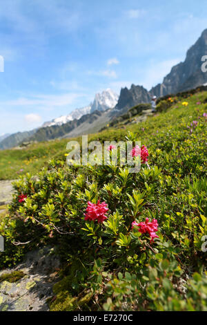 Wild flowers on the mountains above Chamonix, near Mont Blanc France Stock Photo