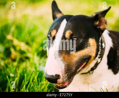 Close Up Pet Bullterrier Dog Portrait At Green Grass Stock Photo