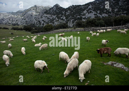 A flock of sheep grazes in a prairie in Villaluenga del Rosario, in the Sierra de Grazalema National Park, Cadiz province, And Stock Photo