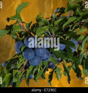 Blackthorn - Branch with fruites Stock Photo