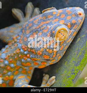 Beautiful gecko lizard, face and eye profile Stock Photo