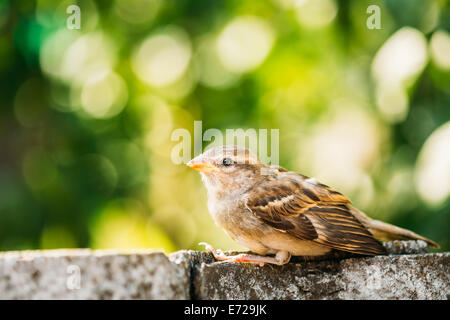 Young Bird Nestling House Sparrow (Passer Domesticus) Sitting On Wooden Fence Stock Photo