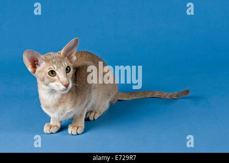 Oriental Shorthair Cat, Lilac Ticked Tabby Stock Photo: 73195674 - Alamy