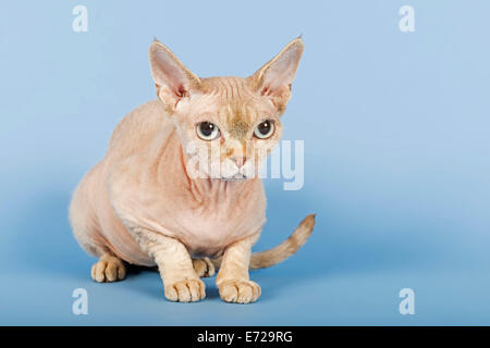Devon Rex cat Stock Photo