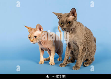 Two Devon Rex cat, 2 years, Chocolate Tabby Point and 3 years, Color Blue Stock Photo