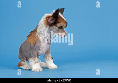 Chinese Crested Dog, hairless, puppy, 7 weeks Stock Photo