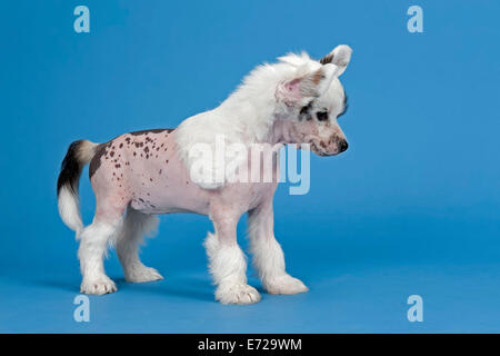 Chinese Crested Dog, hairless, puppy, 7 weeks Stock Photo