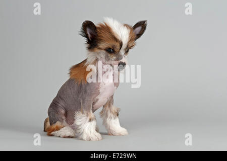 Chinese Crested Dog, hairless, puppy, 7 weeks Stock Photo