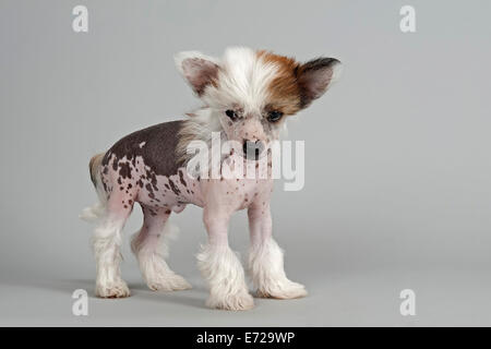 Chinese Crested Dog, hairless, puppy, 7 weeks Stock Photo