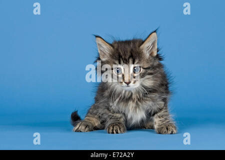 Norwegian Forest Cat, kitten, 7 weeks, Mackerel Stock Photo