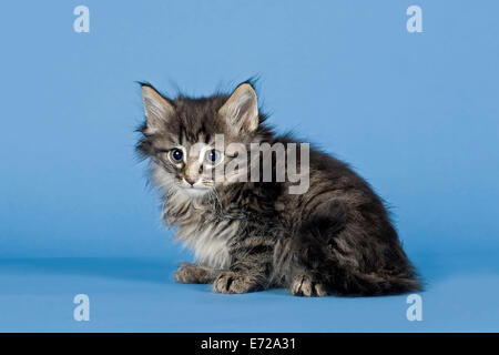 Norwegian Forest Cat, kitten, 7 weeks, Mackerel Stock Photo