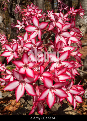 Impala Lily (Adenium multiflorum), Kruger National Park, South Africa Stock Photo