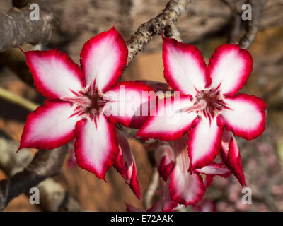 Impala Lily (Adenium multiflorum), Kruger National Park, South Africa Stock Photo