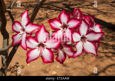 Impala Lily (Adenium multiflorum), Kruger National Park, South Africa Stock Photo