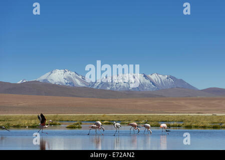 Chilean Flamingos (Phoenicopterus chilensis) at a lake in the highlands, San Pedro de Atacama, Antofagasta Region, Chile Stock Photo