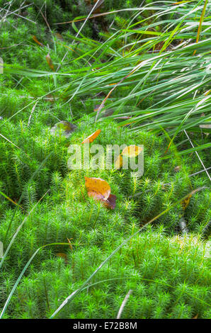 close up  to moss in forest Stock Photo