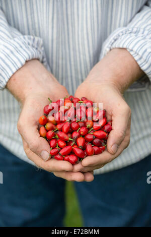 Rosa rubiginosa. Man holding rose hips Stock Photo