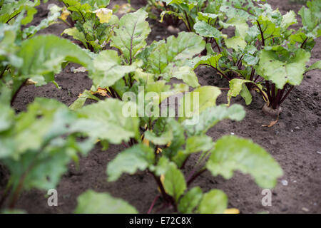 Rows of organically grown beetroot with healthy green leaves and the beetroot tops visible Stock Photo