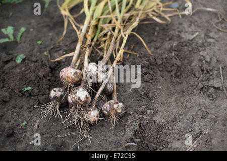 Bunch of fresh, organically grown garlic, picked from the garden, lying on the soil Stock Photo