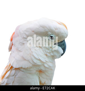 Beautiful pale pink Cockatoo, Moluccan or Seram Cockatoo (Cacatua moluccensis), isolated on a white background Stock Photo