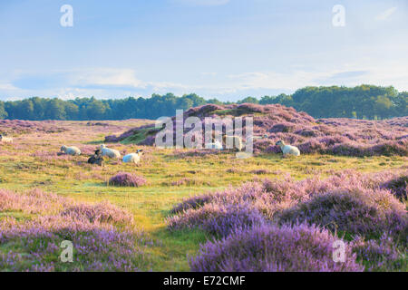 A herd of Drenthe Heath sheep is to rest in the light of the rising sun between the thriving Heath in Drenthe, Netherlands Stock Photo