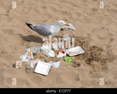 Herring Gull feeding on litter on Yorkshire beach UK Stock Photo