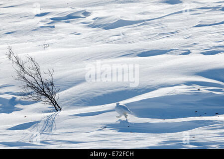 Ptarmigan (Lagopus mutus) walking on snow. Stock Photo