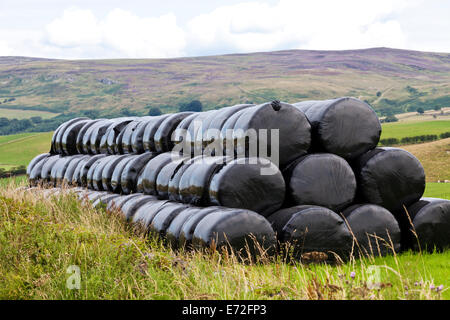 Silage hay bales wrapped in black plastic near Croglin, Cumbria UK Stock Photo