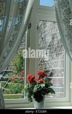 Racks full of dried codfish behind the window with vase of flowers, Svolvaer, Lofoten, Norway Stock Photo
